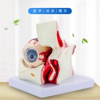 Анатомическая модель (макет) глаза и глазной орбиты, разборная, масштаб 3:1