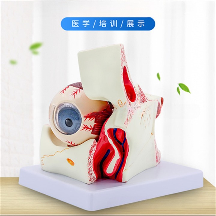 Анатомическая модель (макет) глаза и глазной орбиты, разборная, масштаб 3:1