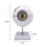 Анатомическая модель (макет) глаза, разборная, с тонкими кровеносными сосудами, масштаб 6:1