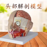 Анатомическая модель (макет) головы, разборная из 4 частей, масштаб 1:1