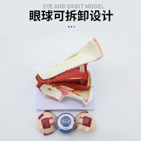 Анатомическая модель (макет) глаза и глазной орбиты, разборная, масштаб 3:1