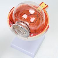 Анатомическая модель (макет) глаза, разборная, масштаб 6:1