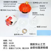 Анатомическая модель (макет) глаза, разборная, масштаб 6:1