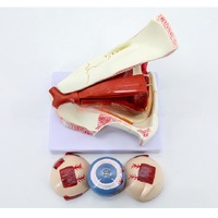 Анатомическая модель (макет) глаза и глазной орбиты, разборная, масштаб 3:1