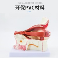 Анатомическая модель (макет) глаза и глазной орбиты, разборная, масштаб 3:1